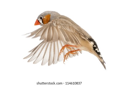 Zebra Finch Flying, Taeniopygia Guttata, Against White Background