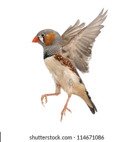 Zebra Finch Flying, Taeniopygia Guttata, Against White Background