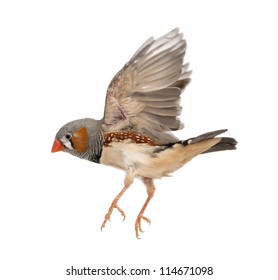 Zebra Finch Flying, Taeniopygia Guttata, Against White Background