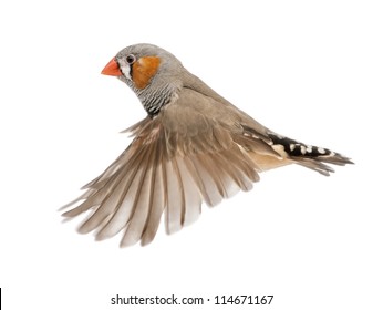 Zebra Finch Flying, Taeniopygia Guttata, Against White Background