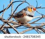 Zebra Finch in New South Wales Australia