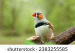 Zebra Finch (taeniopygia castanotis) - A small colorful bird