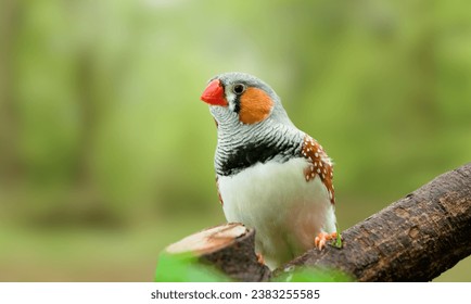 Zebra Finch (taeniopygia castanotis) - A small colorful bird - Powered by Shutterstock