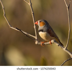 Zebra Finch (Taeniopygia Guttata) , Male, Cossack Western Australia, West Pilbara.