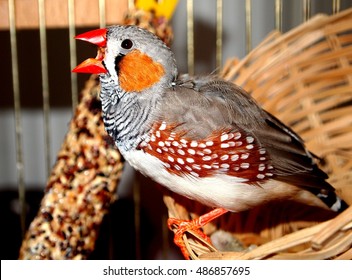 Zebra finch (Taeniopygia guttata) singing - Powered by Shutterstock