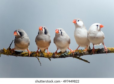 Zebra Finches