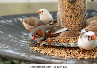 Zebra Finches Eating Seed