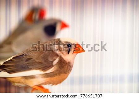 Vogelfrei Tier Haustier