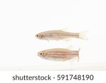 zebra fish