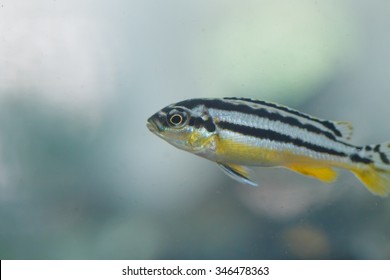 Zebra Fish