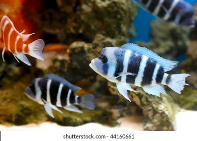 Zebra Fish