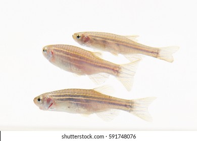 Zebra Fish