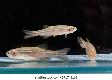 Zebra Fish