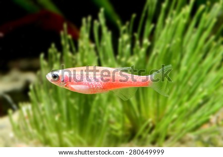 zebra fish