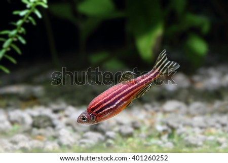 ZEBRA FISH