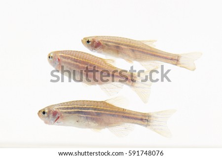 zebra fish
