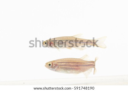 zebra fish
