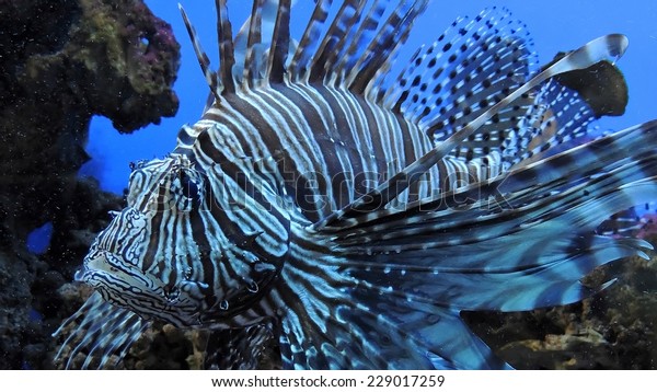 Zebra fish. Exotic Zebra fish or striped lionfish.\
Saltwater Fish.
