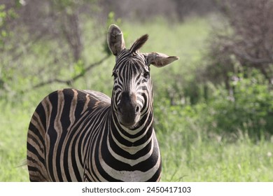 Zebra with a floppy ear