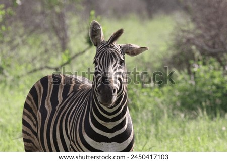 Zebra with a floppy ear