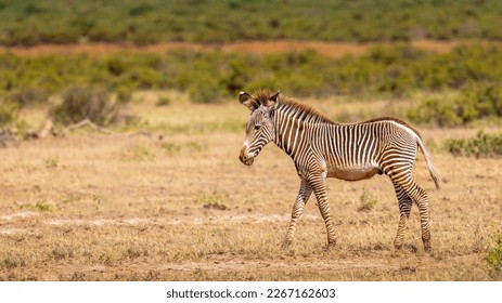 Grévy's zebra foal (Equus grevyi) walking by, Samburu National Rerserve, Kenya