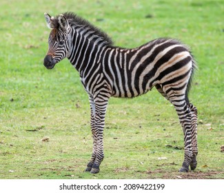 A Zebra foal in a grassy paddock. The Plains Zebra is also known as the Common Zebra. All Zebras have individual markings with no two alike. - Powered by Shutterstock