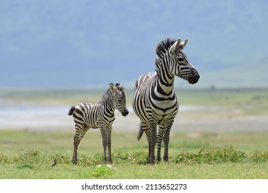 Zebra with foal in Ngorongoro Crater - Powered by Shutterstock