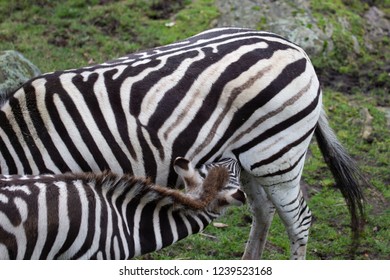 Zebra Foal Nursing Mother.