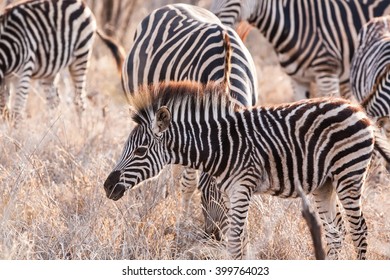 Zebra Foal In The Okavango Delta, Botswana