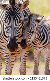 Zebra with foal in the Pilanesberg National Park - Shutterstock ID 2133481575