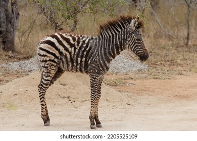 Zebra Foal In Poor Health