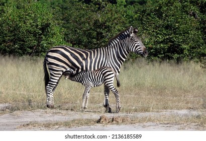 Zebra Foal Suckling, Okavango Delta Botswana
