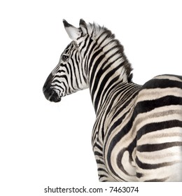 Zebra in front of a white background