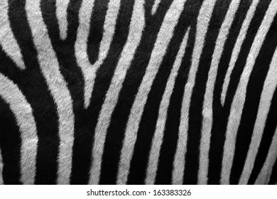 Zebra Fur Background Stock Photo 163383326 | Shutterstock