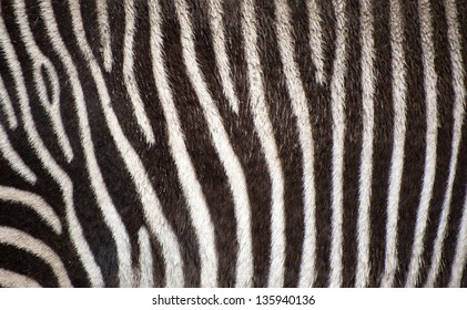 Zebra Fur Texture Background