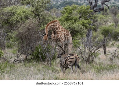 Zebra and giraffe, African animals. Safari in Kruger National Park, South Africa. green trees and bushes in savannah. wildlife, wild nature, natural habitat. Burchells Zebra, Equus burchelli  - Powered by Shutterstock