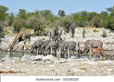 Zebra And Giraffe Drinking At A Water Hole In The Wild In Etosha National Park, Namibia, Africa.