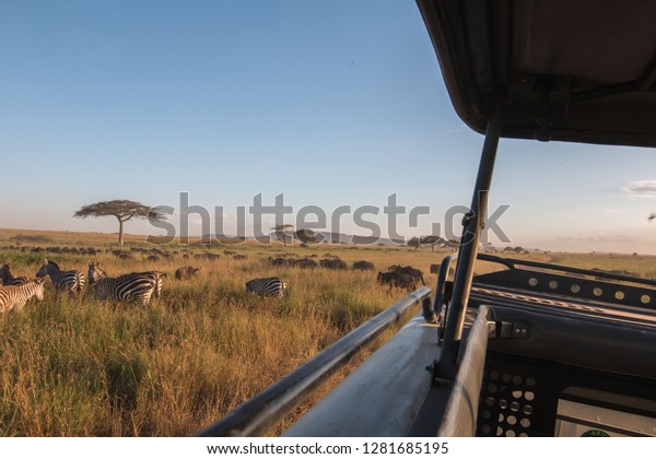 Zebra, Gnu and safari\
car in Serengeti 