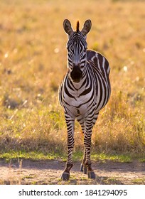 A Zebra In Golden Hour, Masai Mara