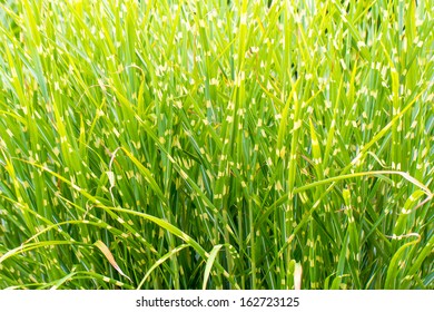 Zebra Grass, China Reed