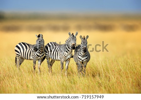 Zebra in the grass nature habitat, National Park of Kenya. Wildlife scene from nature, Africa
