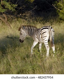 Zebra In Grass, Phinda Private Game Reserve, South Africa