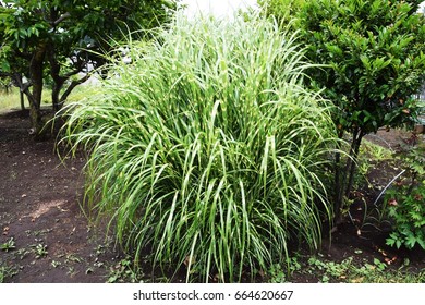 Zebra Grass(Miscanthus Sinensis ?