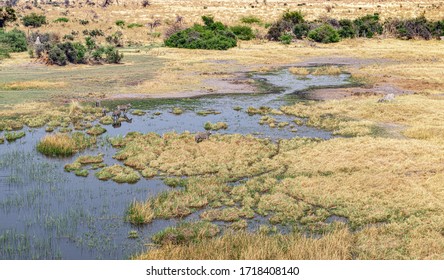 Zebra Grazing In The Okavango Delta, Botswana (aerial Shot Made From A Helicopter)