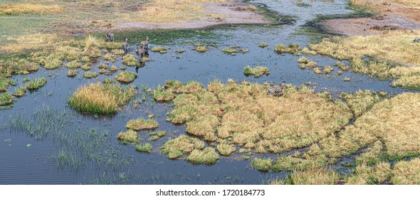 Zebra Grazing In The Okavango Delta, Botswana (aerial Shot Made From A Helicopter)