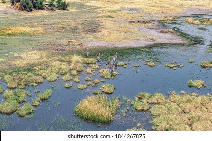 Zebra Grazing In The Okavango Delta, Botswana (aerial Shot Made From A Helicopter)