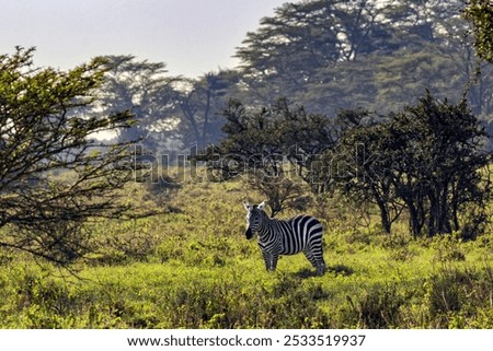 A zebra grazing in the open fields of Lake Nauru National Park, Africa