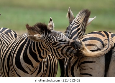 Zebra Grooming An Cuddling Each Other After The Mating Season Has Passed. Looking After Each Other And Caressing Behavior