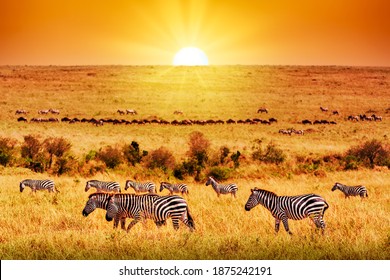 Zebra group with amazing sunset in african savannah. Serengeti National Park, Tanzania. Wild nature african landscape and safari concept