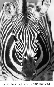 Zebra Head Black White Contrast Zebra Calf Head Portrait Contrast Detail In Black White Tones